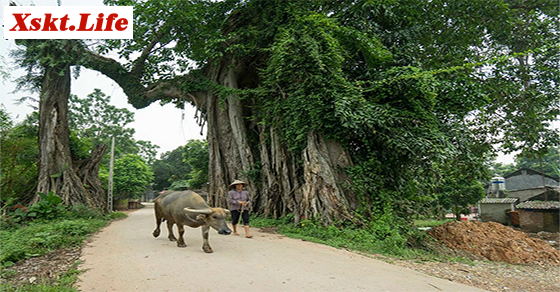 Mơ thấy gặp cây đa