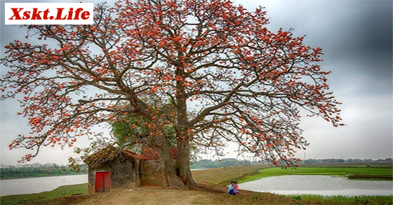 Mơ thấy cây cổ thụ