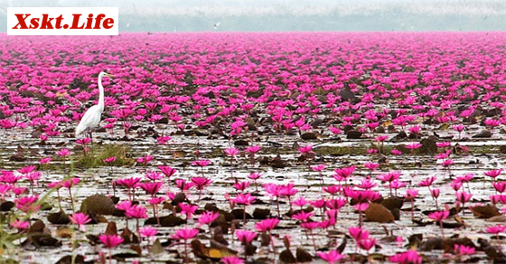 Mơ thấy bông súng - Chiêm bao thấy bông súng đánh con gì?