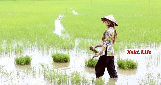 Mơ thấy lội ruộng - Chiêm bao thấy lội ruộng đánh con gì?