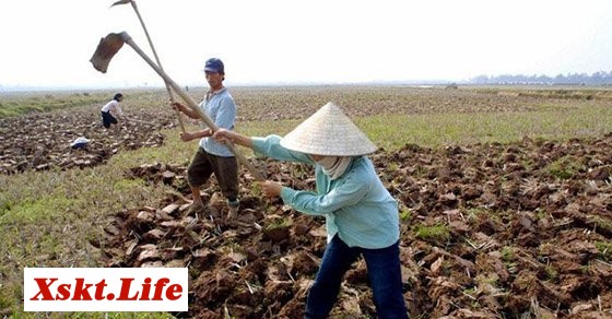 Nằm mơ thấy cái cuốc đánh con gì? - Chiêm bao thấy cái cuốc báo điềm gì?