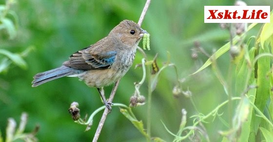 Mơ thấy chim sẻ đậu - Chiêm bao thấy chim đánh con gì?