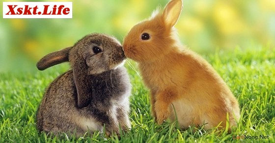 Mơ thấy thỏ con – Chiêm bao thấy thỏ con đánh con gì?