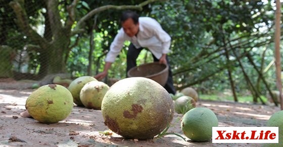 Mơ thấy quả rụng – Giải mộng chiêm bao mơ thấy quả rụng đánh con gì?