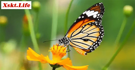 Mơ thấy bướm bướm - Chiêm bao thấy bươm bướm đánh số gì chuẩn nhất?