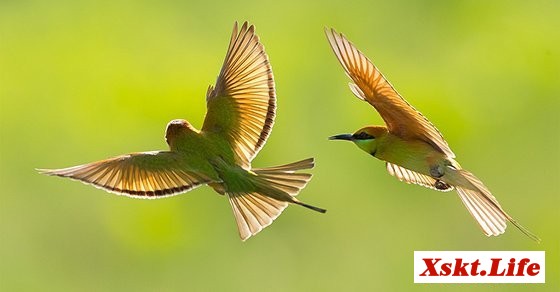 Mơ thấy đôi chim bay là điềm báo hạnh phúc