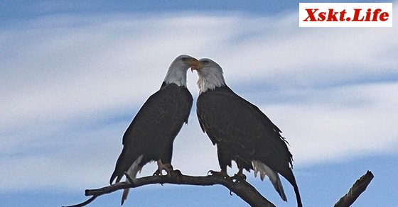 Mơ thấy chim đại bàng đậu là có nguy hiểm