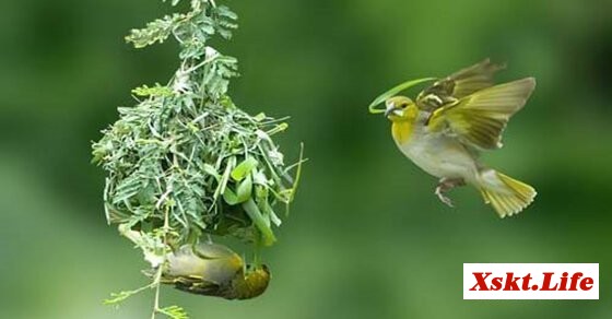 Mơ thấy chim làm tổ là điềm báo may mắn